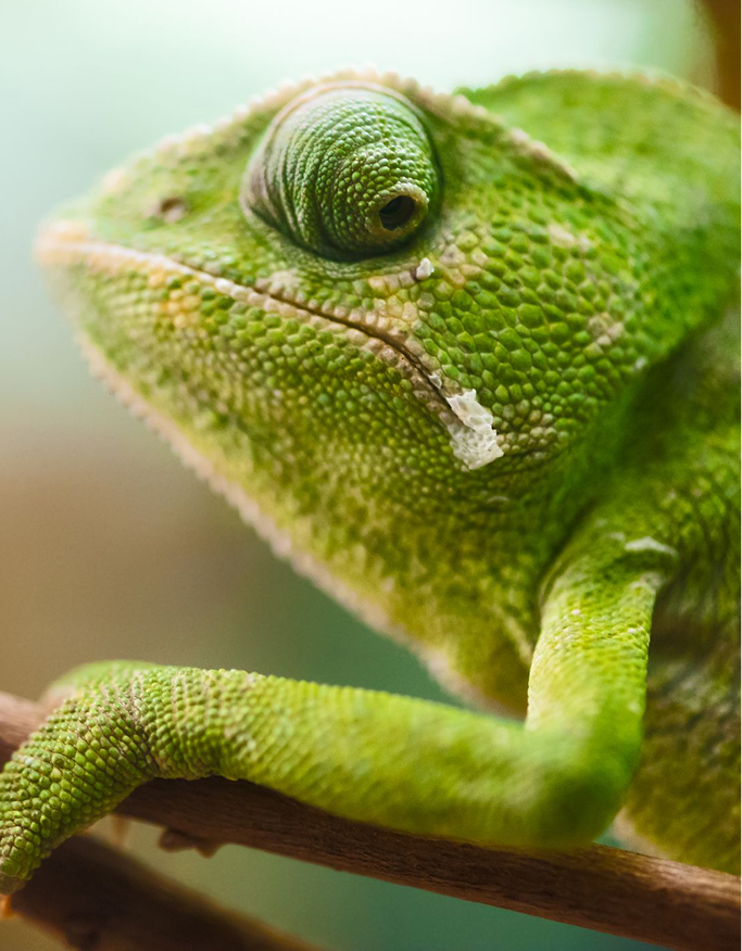 Chameleon.png